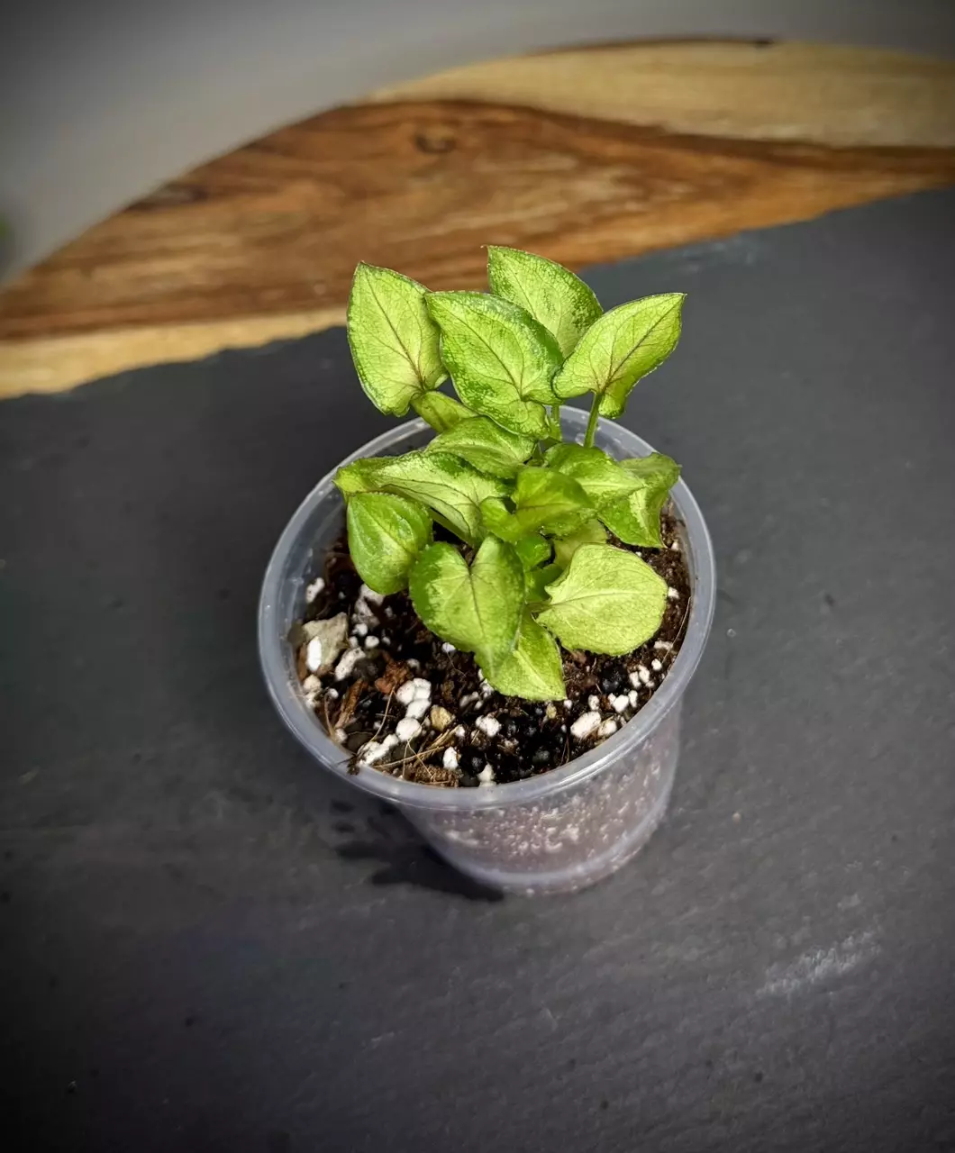 plant/Syngonium Red Yami (118)-0