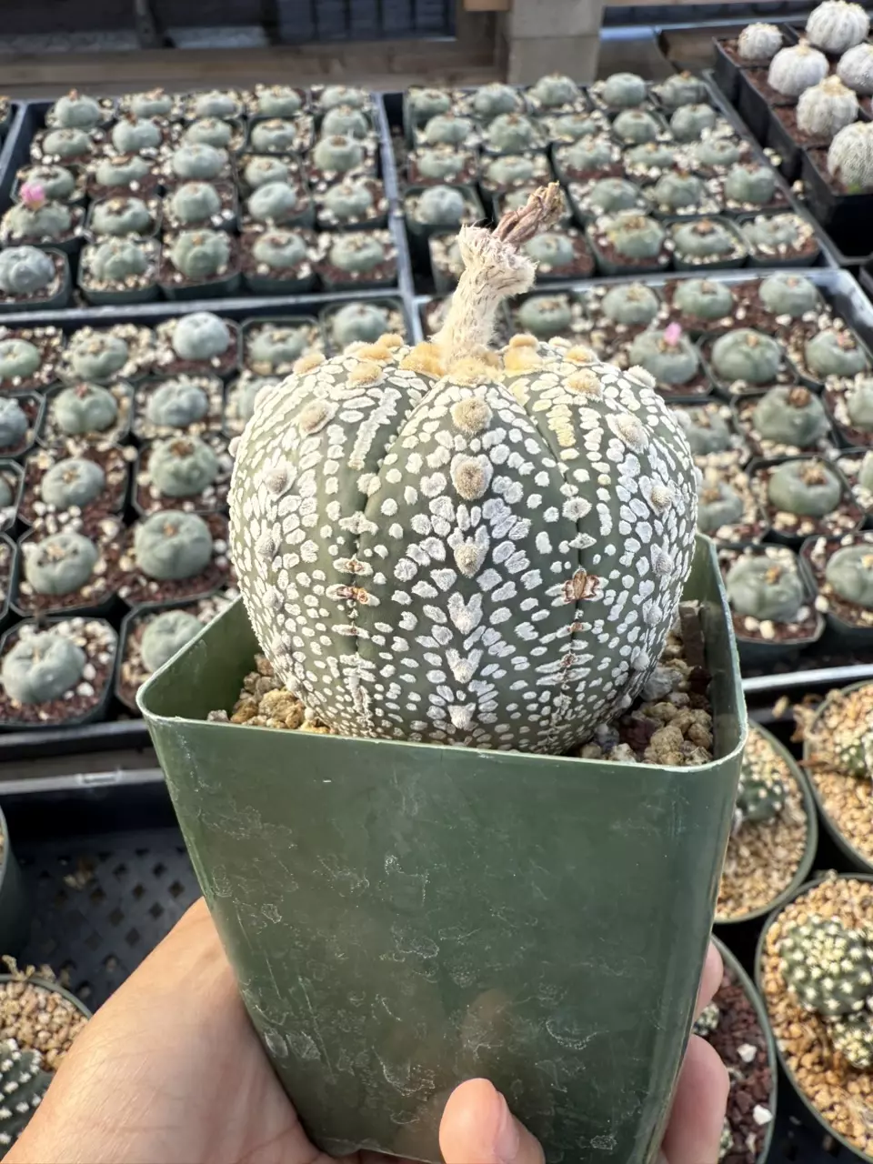 plant/Astrophytum 3.75" pot-0