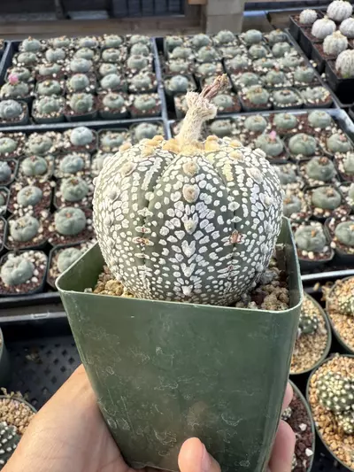 plant/Astrophytum 3.75" pot-0-thumbnail