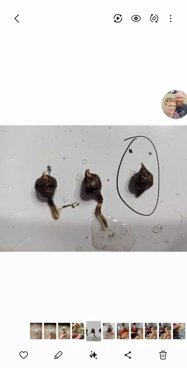 plant/Yucatan Pink Princess CORM-1