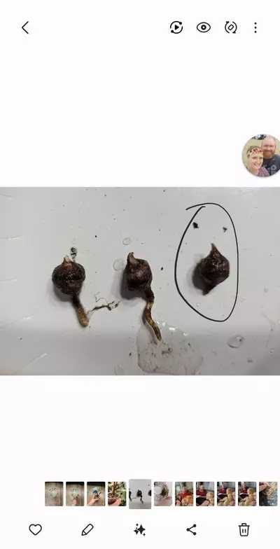 plant/Yucatan Pink Princess CORM-1-thumbnail