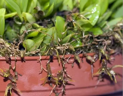 plant/#14 Pleurothallis Trifurcata-0