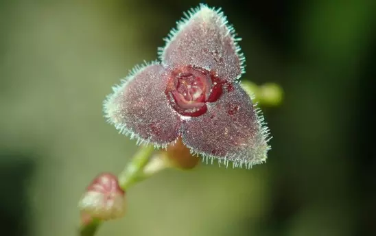 plant/#46 Stelis Argentata-0