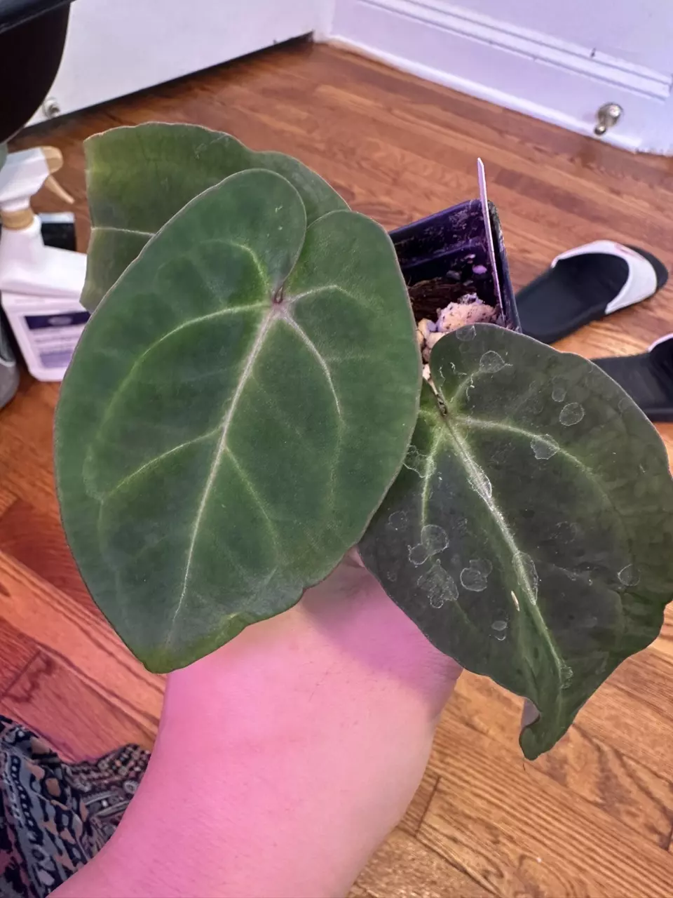 plant/Anthurium aos df x bess-0