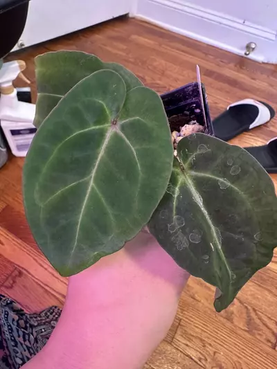 plant/Anthurium aos df x bess-0-thumbnail