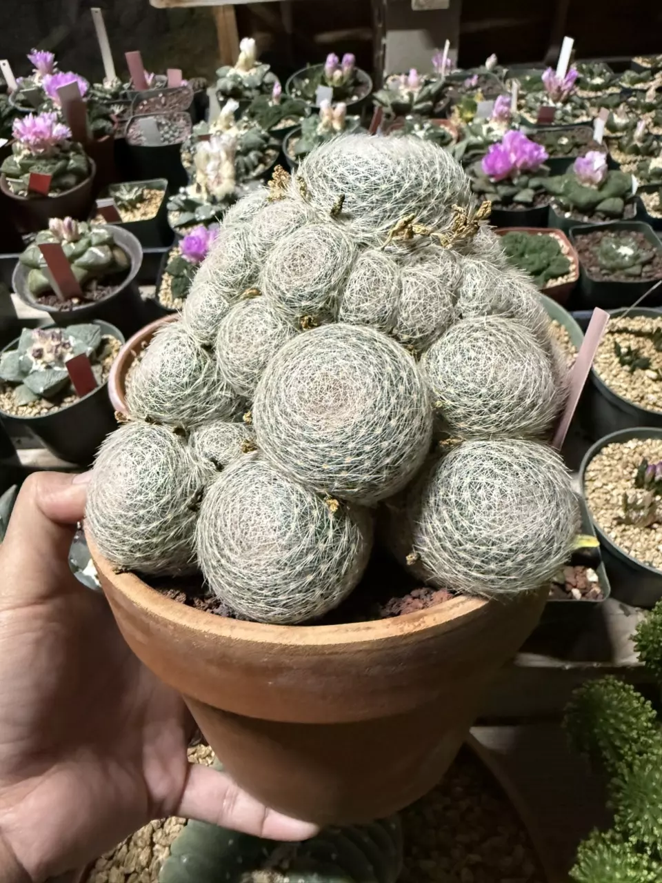 plant/Mammillaria Lenta cluster 6" pot-1