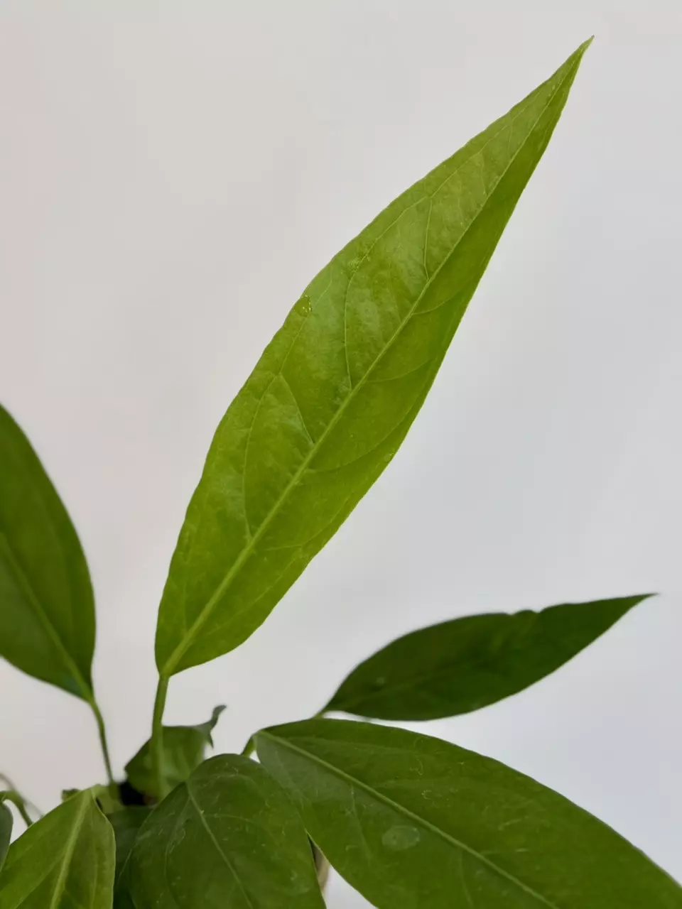 plant/4” Anthurium ‘Big Bill’-1