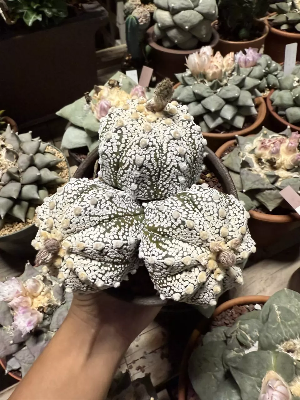 plant/Astrophytum Super Kabuto 3 heads 4" pot-4