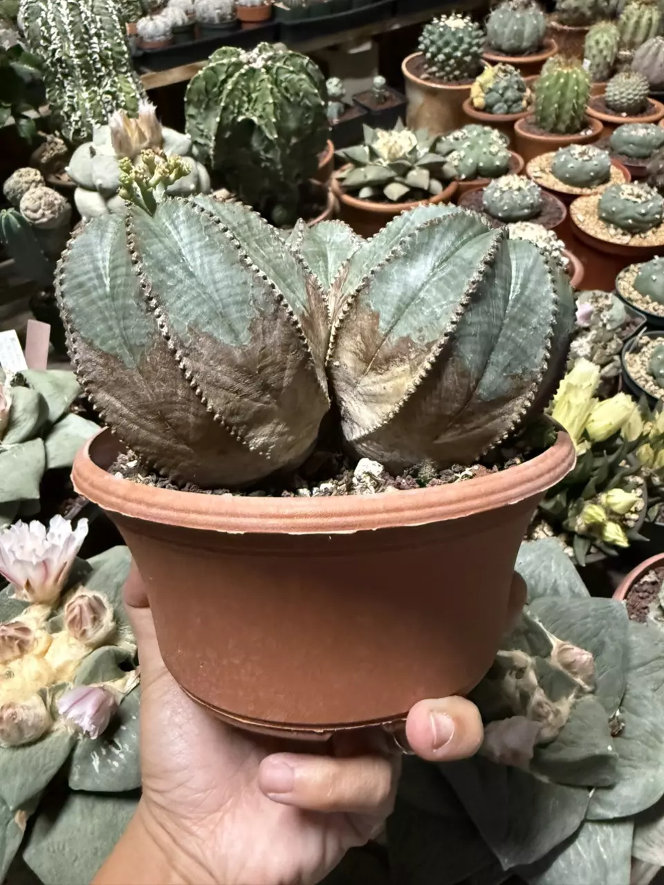 plant/Euphorbia Obesa cluster 6" pot (shipped with some soil)-3