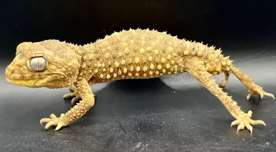 plant/Nephrurus amyae Pair 1.1.-3-thumbnail