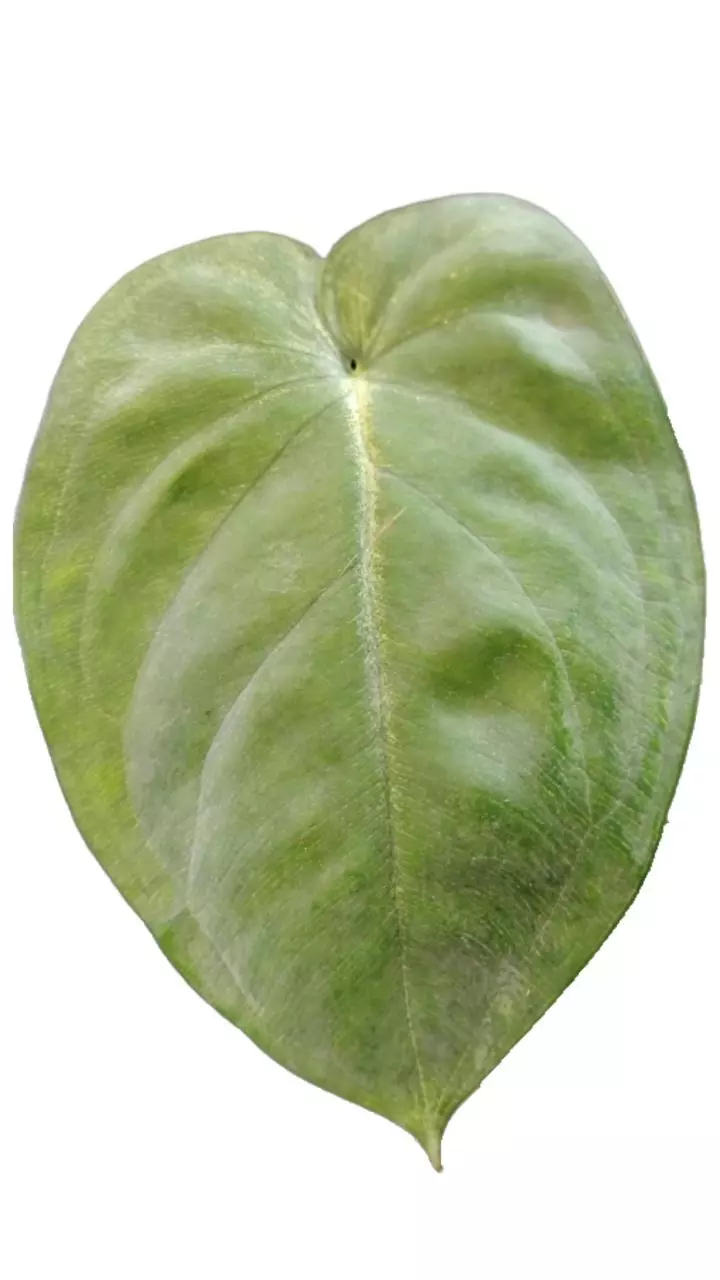 plant/Syngonium chiapense frosted heart-1