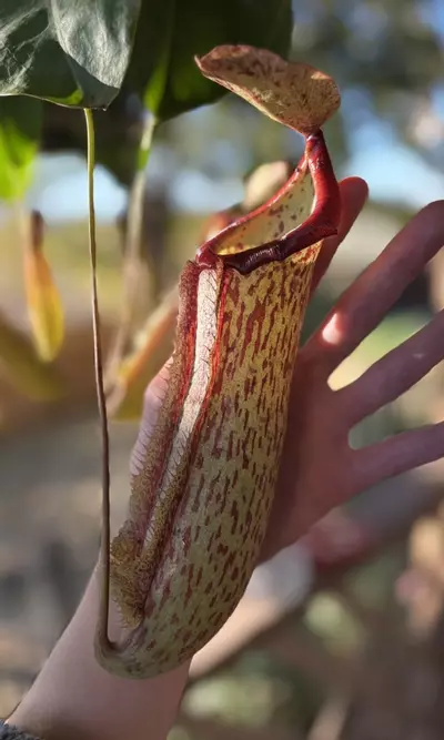 plant/Miranda Pitcher Plant - Carnivorous Hanging Plant in 8'' Pot-2-thumbnail