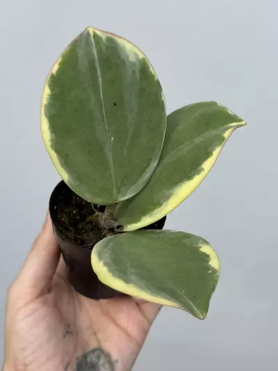 plant/Hoya Pachyclada Albo-2-thumbnail