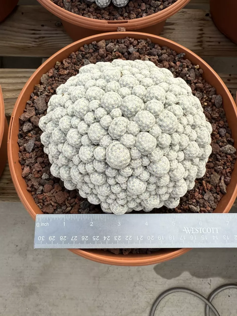 plant/Mammillaria Humboldtii-0