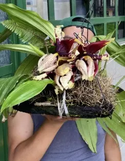 plant/#51 Stanhopea Tigrina -0