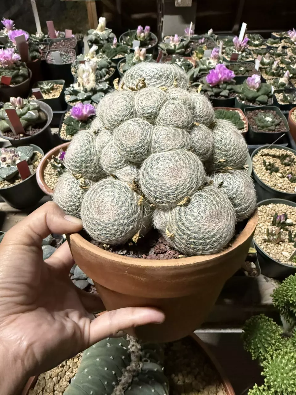 plant/Mammillaria Lenta cluster 6" pot-0
