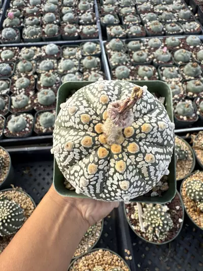 plant/Astrophytum 3.75" pot-2-thumbnail