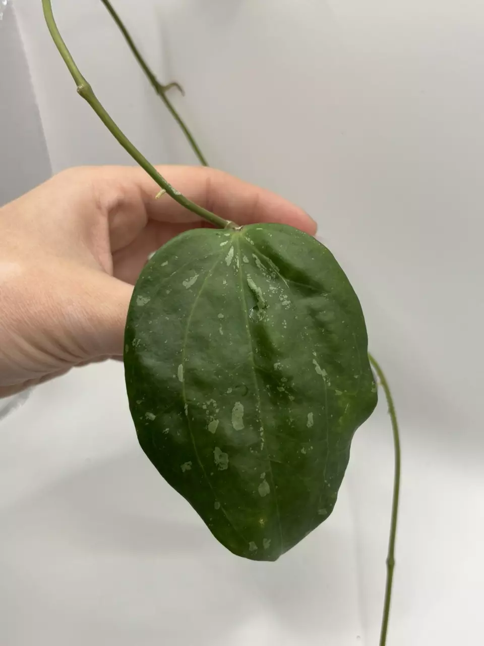 plant/Hoya Snow Queen-1