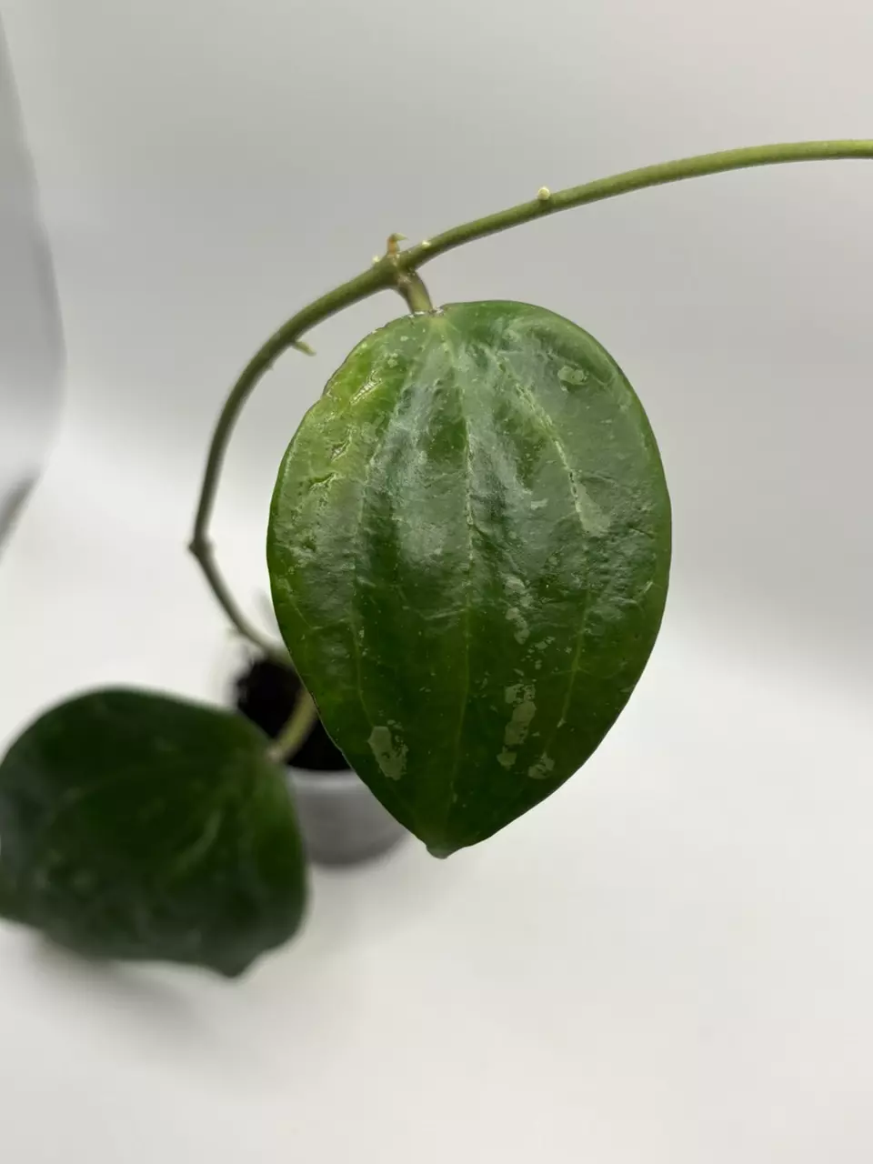 plant/Hoya Snow Queen-0