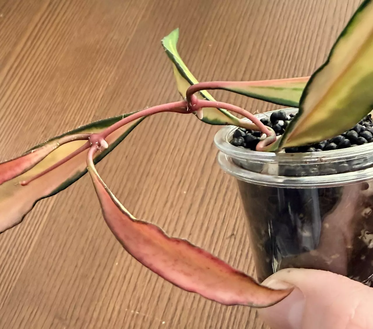 plant/Hoya wayetii variegated (tricolor) cutting-1