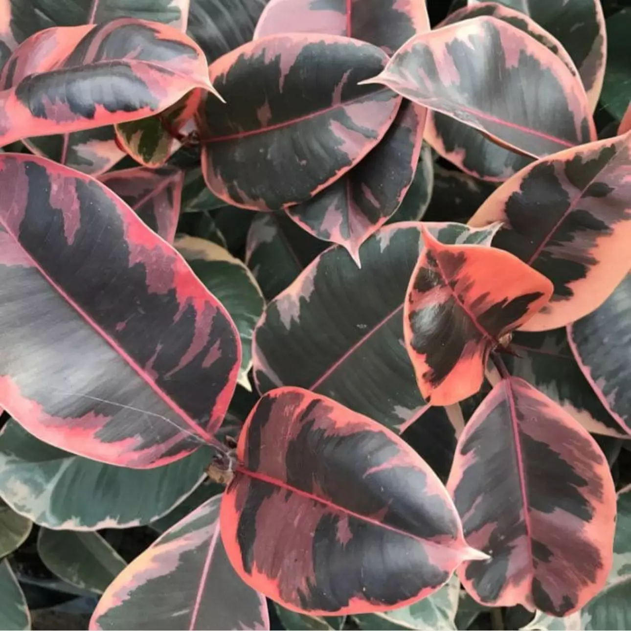 plant/Ficus ruby starter plant growers choice-0