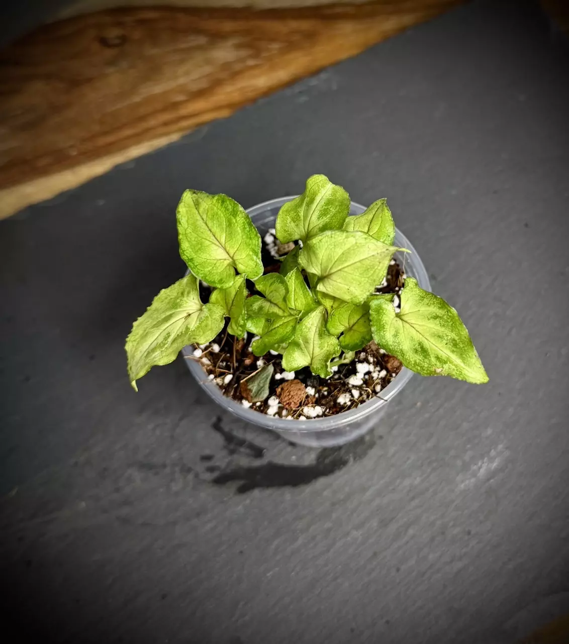 plant/Syngonium Red Yami (112)-0