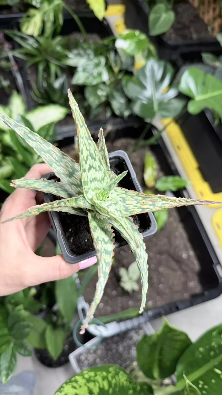 plant/Aloe ‘Pink Thing’ Succulent-1