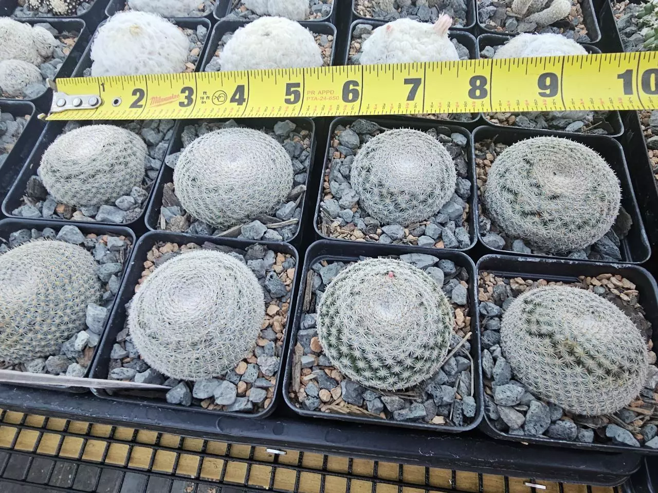 plant/Mammillaria perbella Small Growers Choice-0