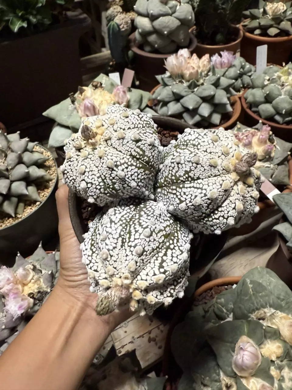 plant/Astrophytum Super Kabuto 3 heads 4" pot-0