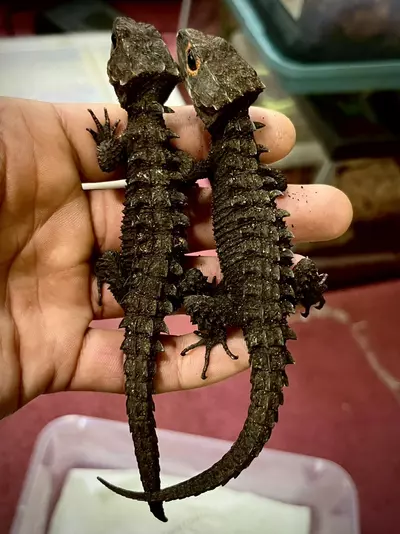 plant/Captive Bred Red Eye Croc Skink Pair 1.1.-1-thumbnail