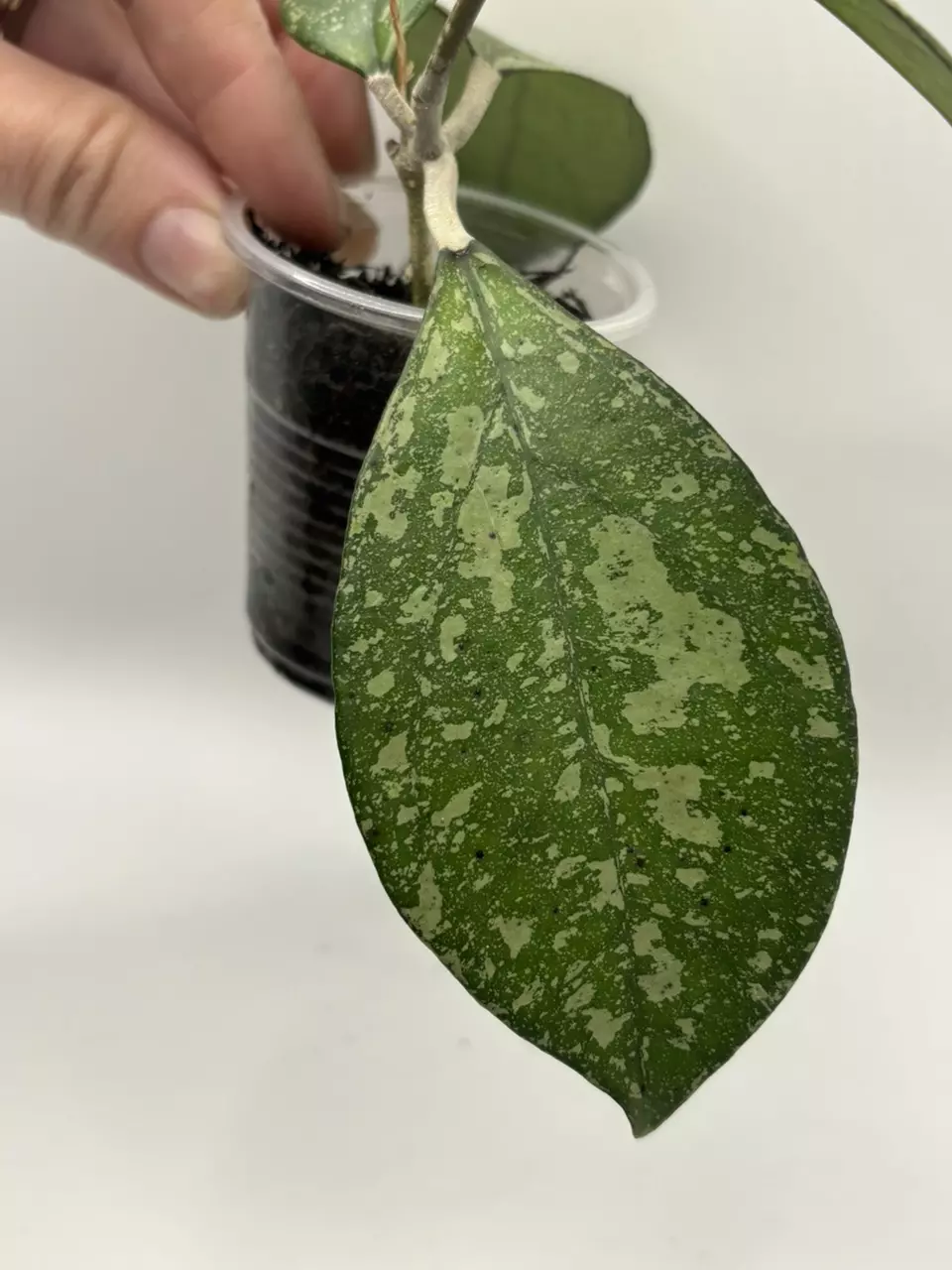 plant/Hoya crassipetolata x Michele clone 2-1