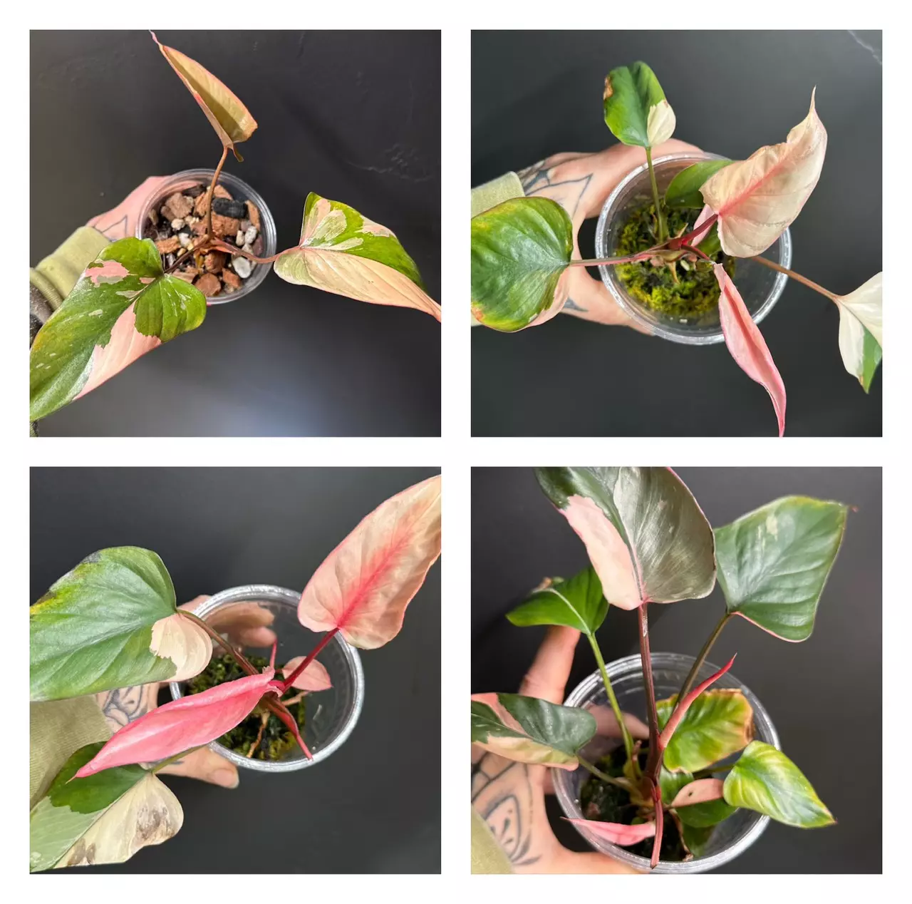 plant/Homalomena Pink Diamond-1