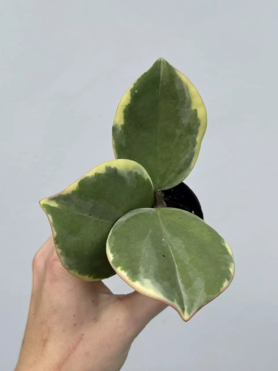 plant/Hoya Pachyclada Albo-0