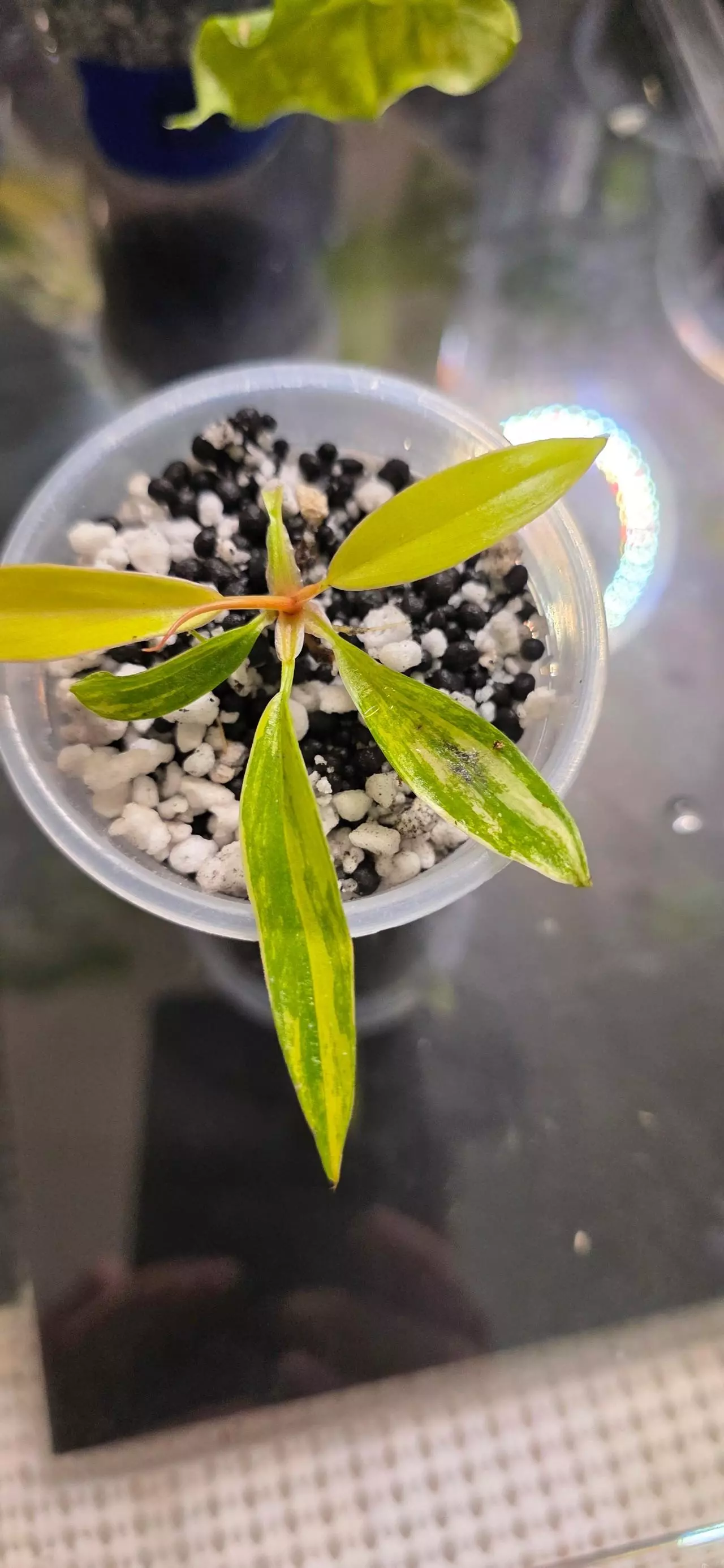 plant/Carmel Marble Highly var.-0
