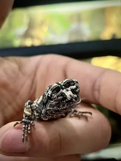 plant/Australian Frilled Dragons 1.1.-0-thumbnail