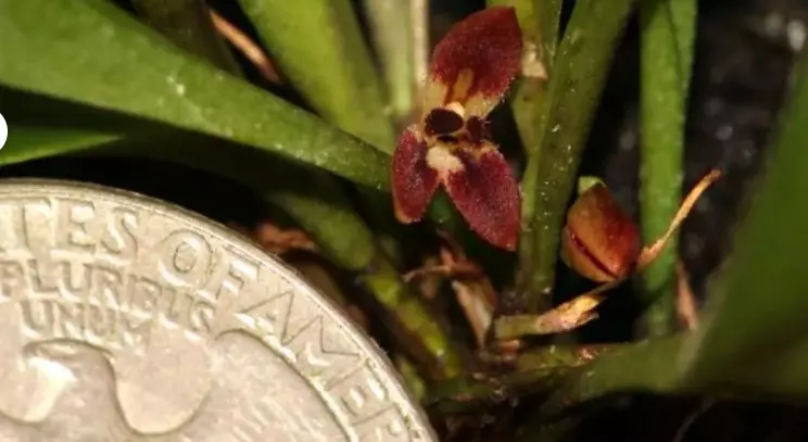 plant/#50 Anathallis Sanchezzi-0