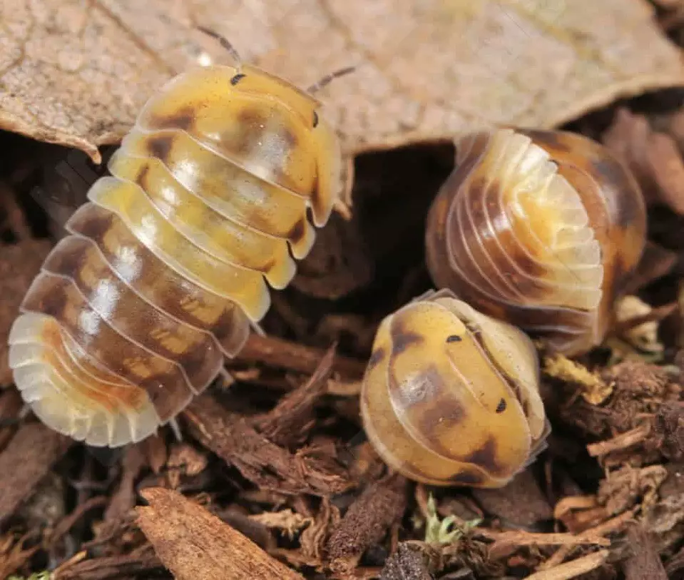 plant/Amber Panda Isopod 5ct-1