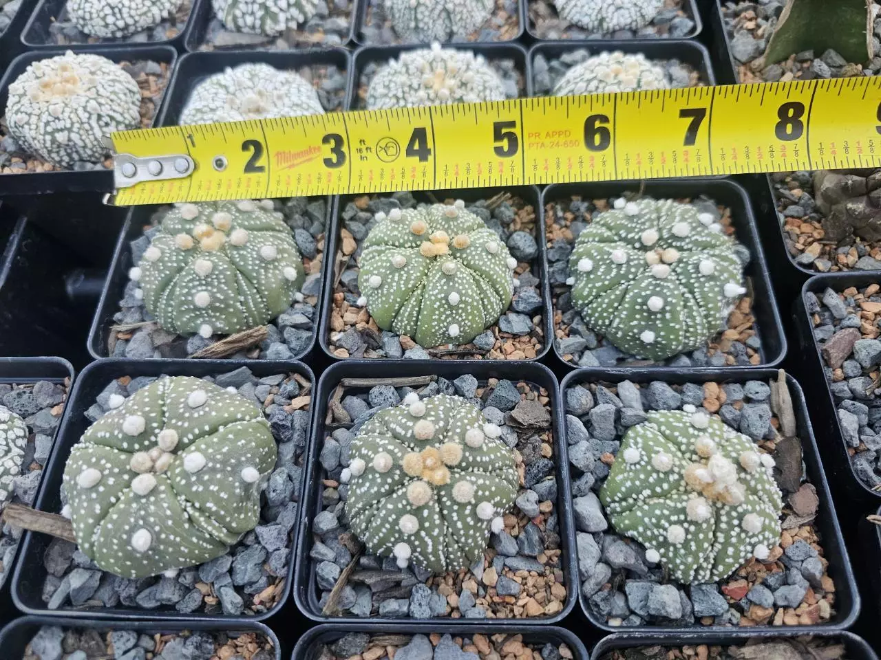 plant/Astrophytum asterias 'Fukuryu' Growers Choice-0