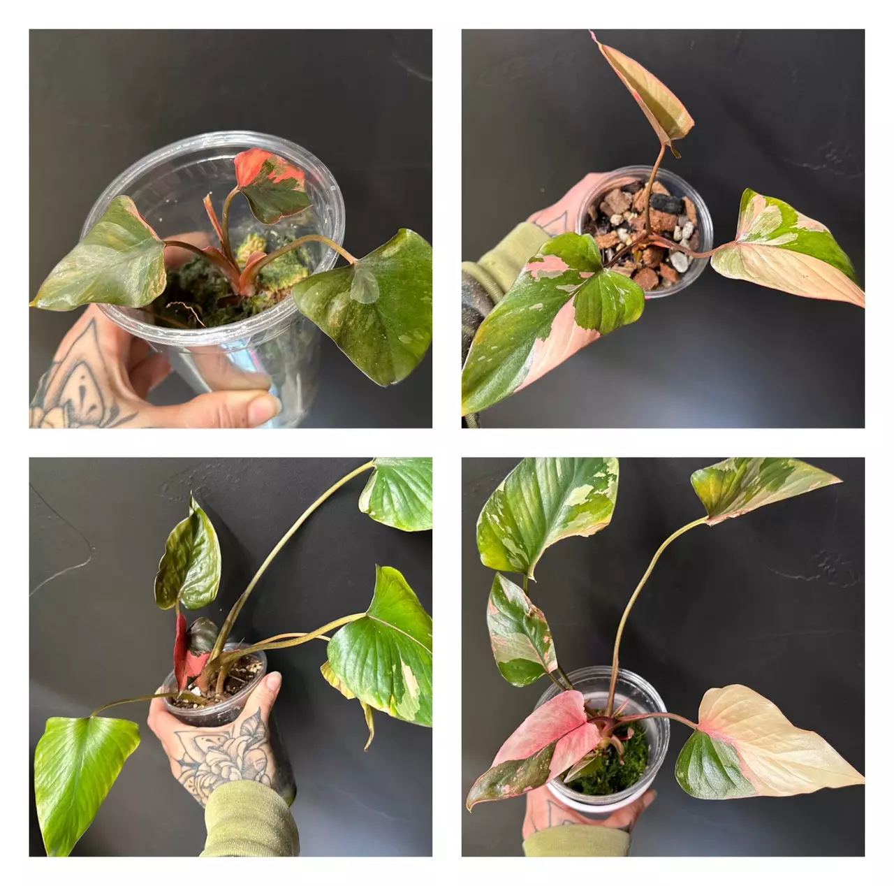 plant/Homalomena Pink Diamond-0