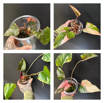 plant/Homalomena Pink Diamond-0-thumbnail