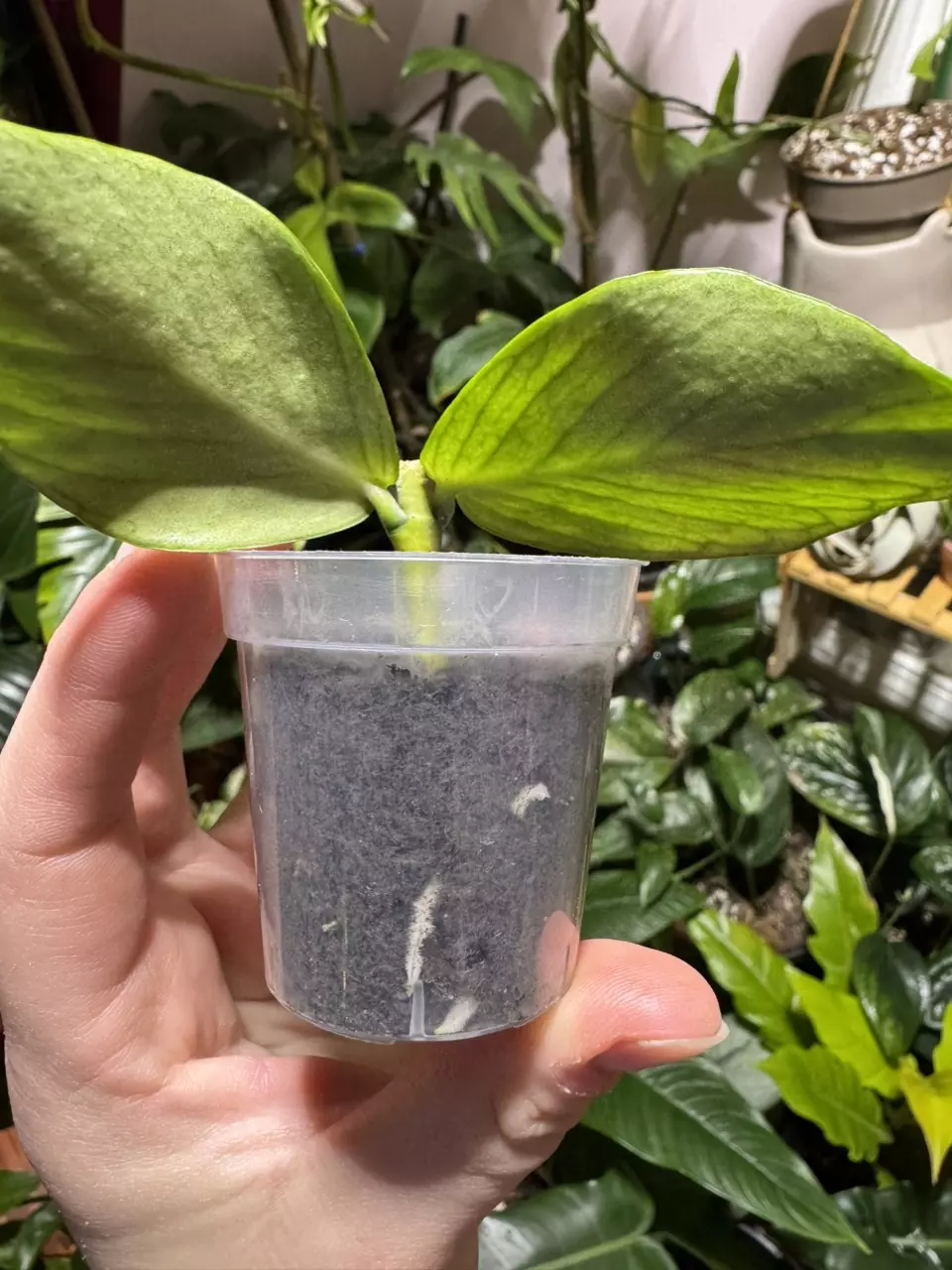 plant/Hoya Polyneura Silver-1