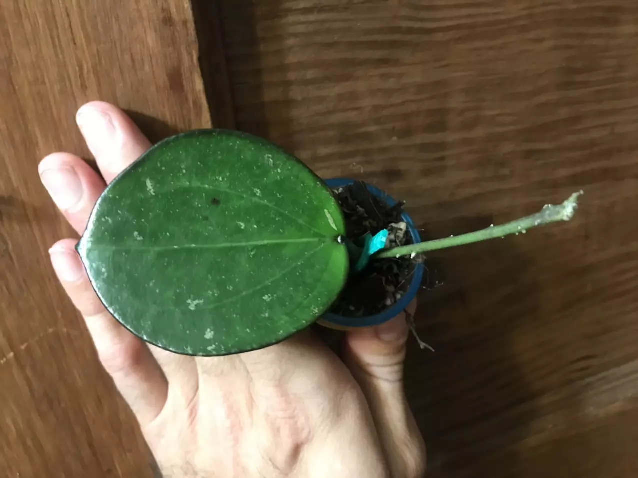 plant/Stunning Hoya sp. Da Lat Round Leaf Fresh Unrooted Cutting-2