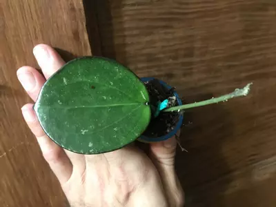 plant/Stunning Hoya sp. Da Lat Round Leaf Fresh Unrooted Cutting-2-thumbnail