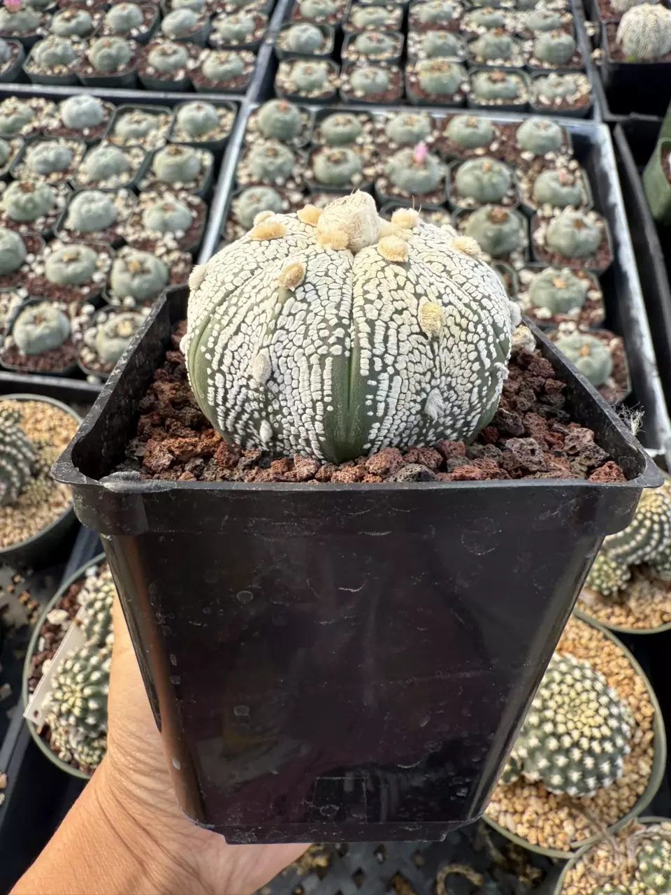 plant/Astrophytum 3.75" pot-1