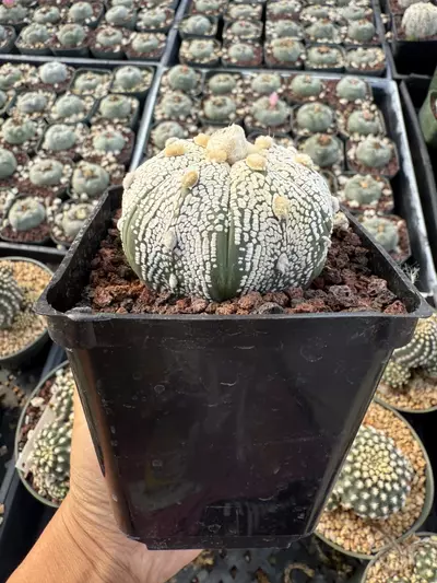 plant/Astrophytum 3.75" pot-1-thumbnail