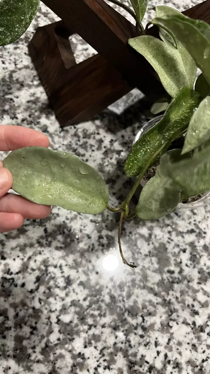 plant/Hoya nova ghost-5