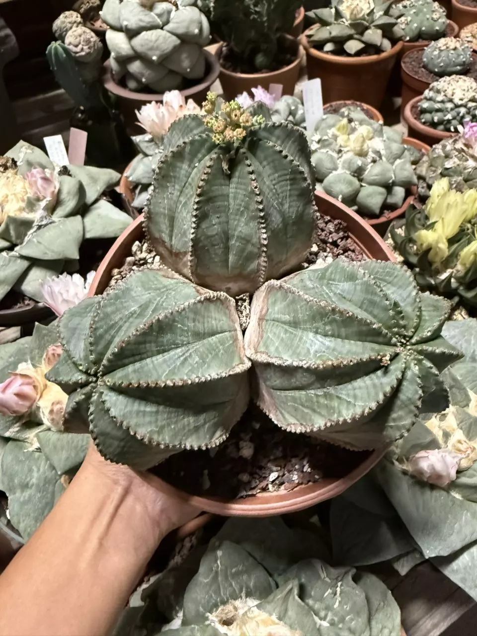 plant/Euphorbia Obesa cluster 6" pot (shipped with some soil)-0