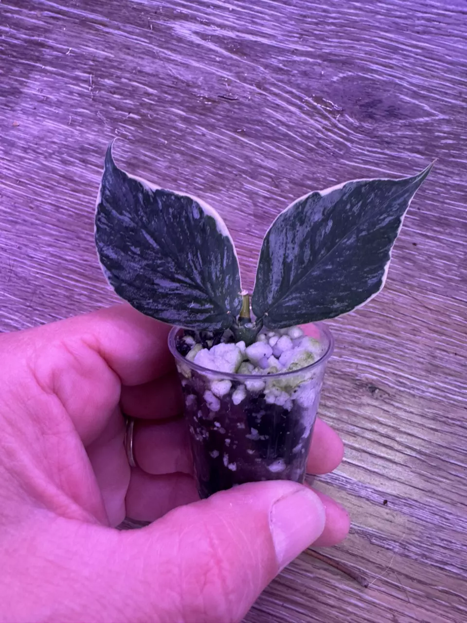 plant/Hoya Polyneura Jasminka-0