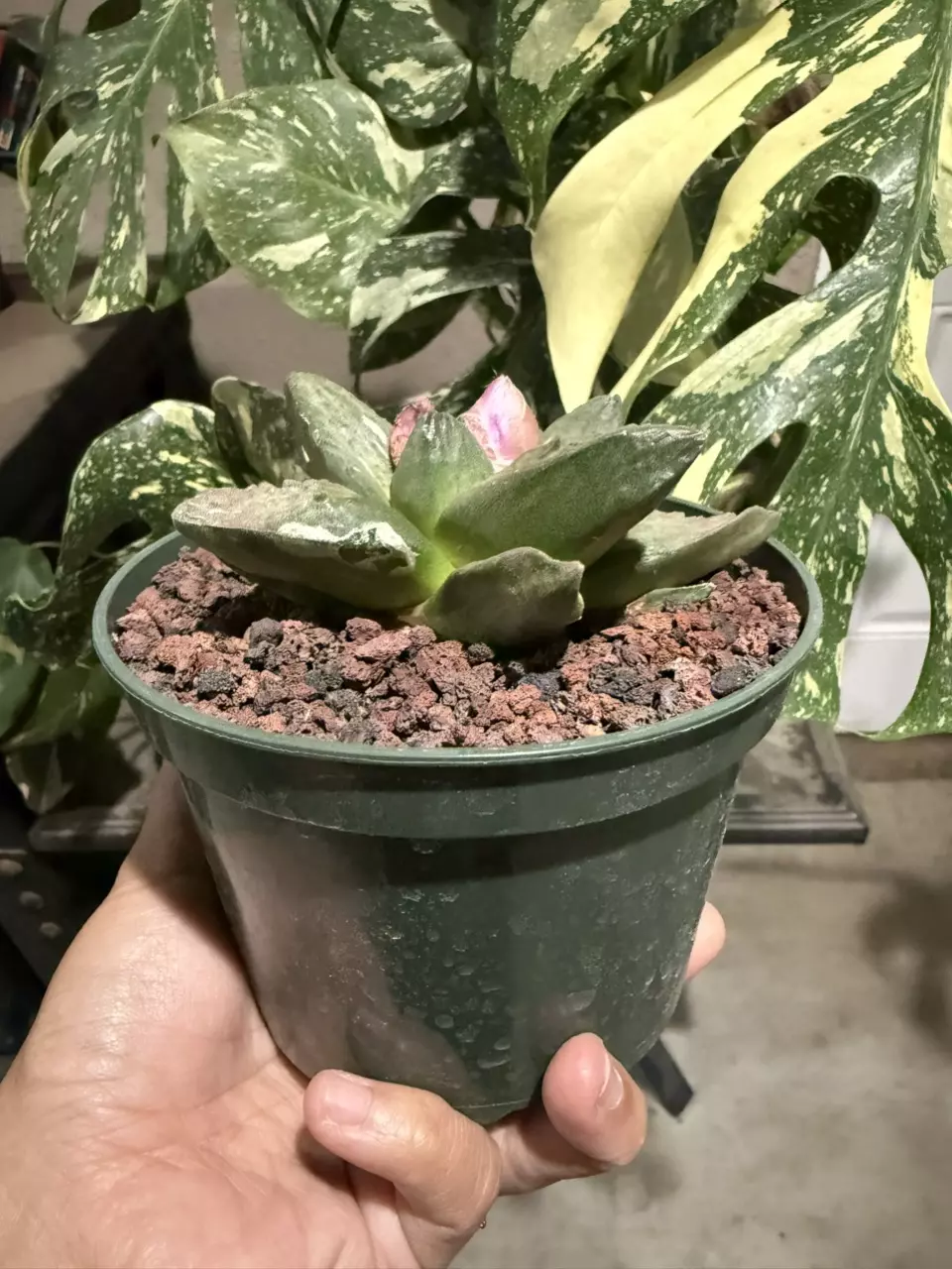 plant/Ariocarpus Retusus seed grown 5" pot-2