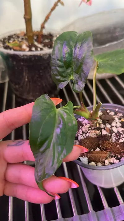 plant/Anthurium RLFS x open-0-thumbnail